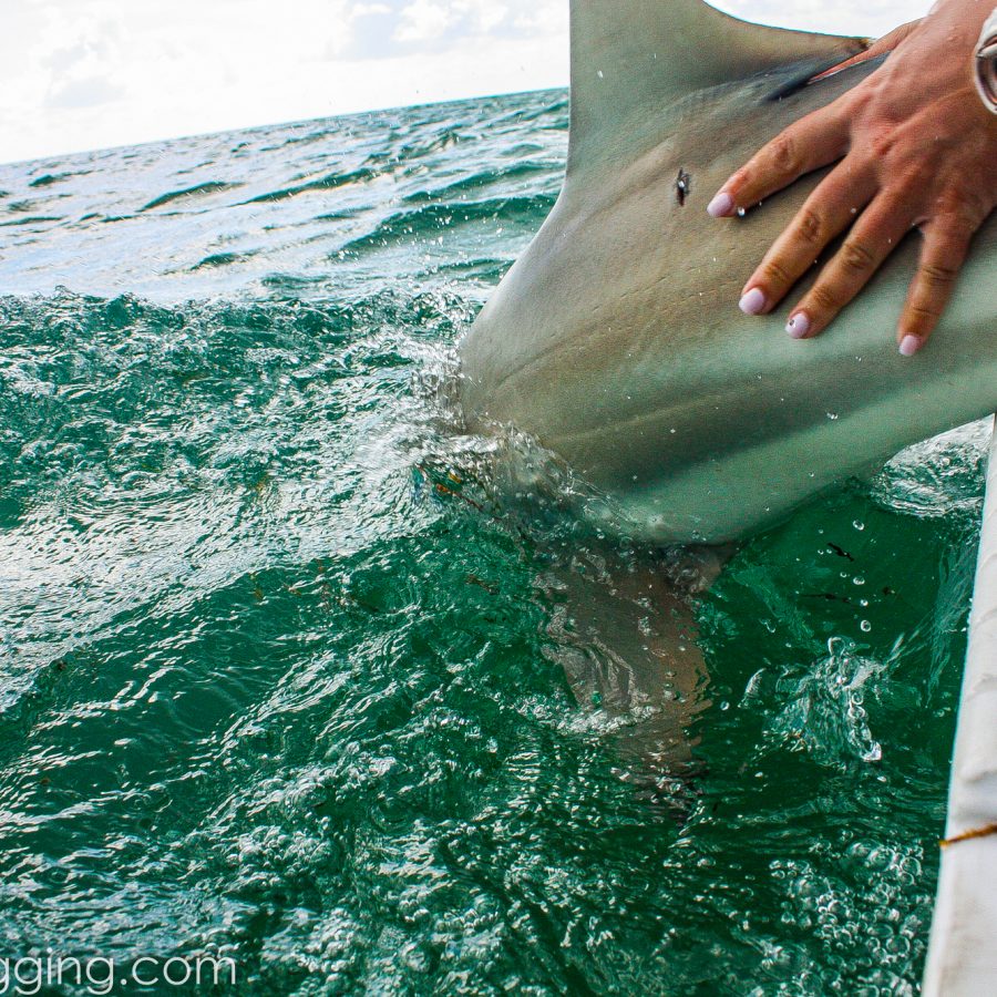 Doer Estrella clipping a shark for research
Photo Credit: @sharktagging.com